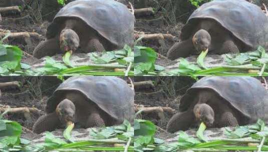 陆龟在吃绿色食物高清在线视频素材下载