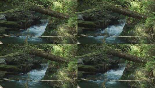 一条小溪流过雨林高清在线视频素材下载