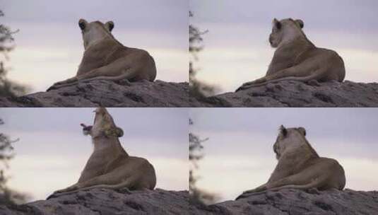坐在岩石上休息的狮子高清在线视频素材下载