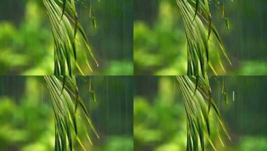 雨落在蕨类植物上高清在线视频素材下载