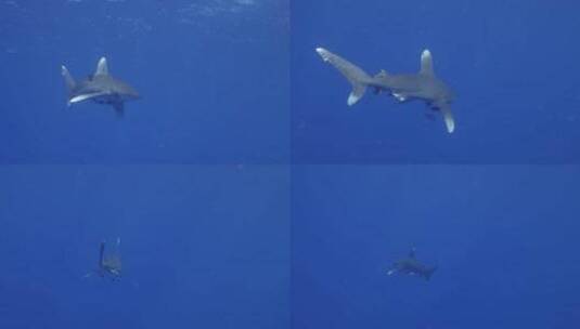 鲨鱼和小鱼儿在深海里游来游去高清在线视频素材下载