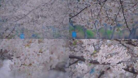 春天街头绽放的樱花高清在线视频素材下载