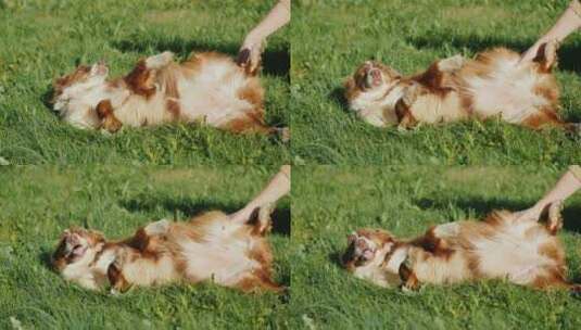 主人抚摸躺在草地上的宠物狗高清在线视频素材下载