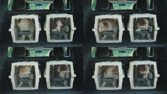被关在笼子里的小狗高清在线视频素材下载