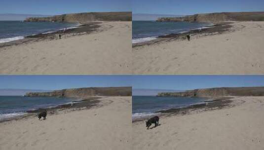 在海滩上遛狗高清在线视频素材下载