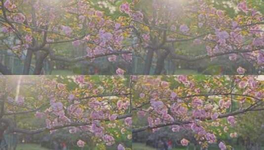 武汉理工大学春天粉红色的樱花晚樱绽放高清在线视频素材下载