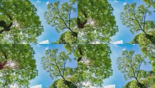 夏天阳光树枝香樟树的树荫高清在线视频素材下载