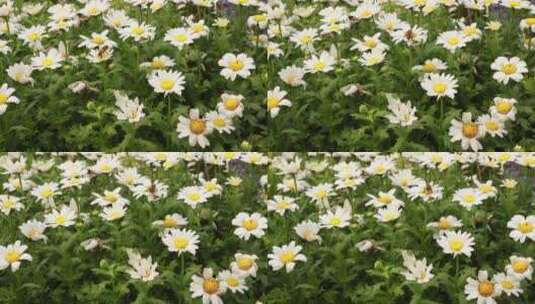 盛开的翠菊花高清在线视频素材下载