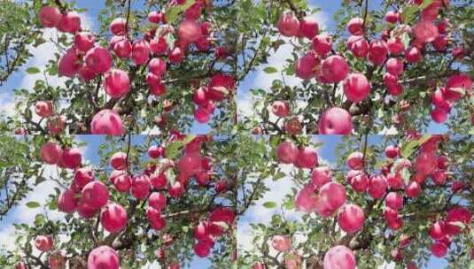 又大又圆红苹果成熟挂满果树高清在线视频素材下载