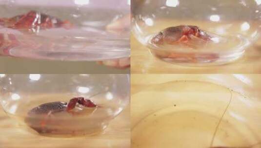 【镜头合集】污水清水养殖小龙虾对比高清在线视频素材下载