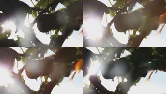 软枣猕猴桃种植高清在线视频素材下载