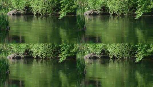 89 杭州 风景 小溪 树枝 流水高清在线视频素材下载
