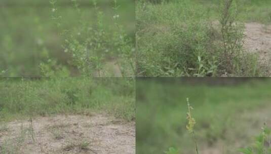 乡村小溪溪流河流牛吃草自然生态环境溪边高清在线视频素材下载