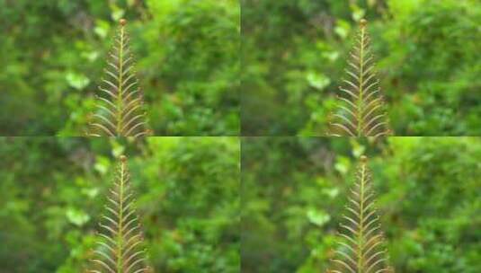 野生植物乌毛蕨卷叶高清在线视频素材下载