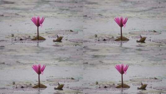 雨中摇摆的水莲花高清在线视频素材下载