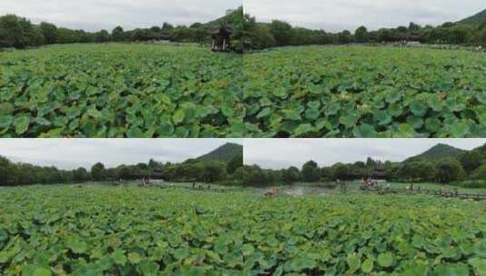 航拍杭州湘湖风景，荷花池高清在线视频素材下载