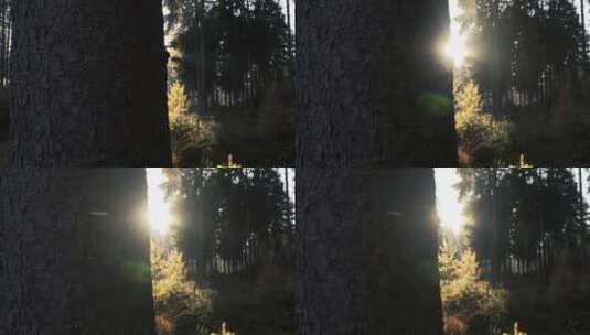 阳光下的森林高清在线视频素材下载
