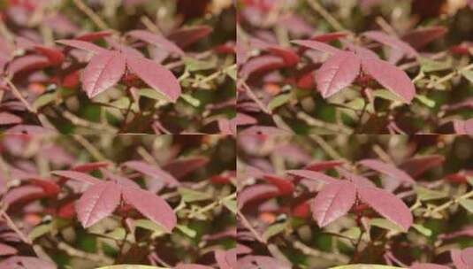 红花檵木特写素材植物视频保护环境爱护花草高清在线视频素材下载