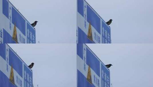 路牌上的鸟儿高清在线视频素材下载