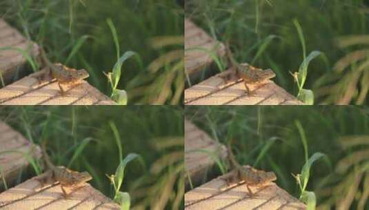 夏天池塘高清在线视频素材下载