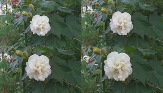 阳光下美丽唯美的木芙蓉花朵高清在线视频素材下载