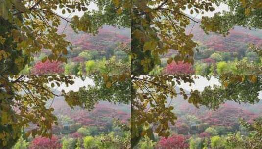 济南红叶谷景区，秋季满山红叶景观高清在线视频素材下载