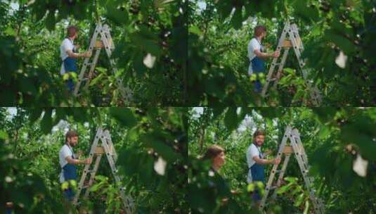 农民在果树林里采摘水果高清在线视频素材下载