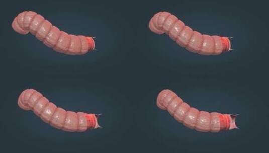 消化系统肠道结肠浆膜肠粘膜纵形平滑肌动画高清在线视频素材下载