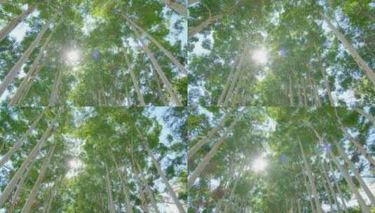 夏天阳光逆光树荫树林森林桉树林速生桉高清在线视频素材下载
