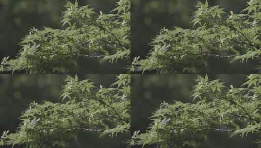 森林树木树叶4K高清在线视频素材下载
