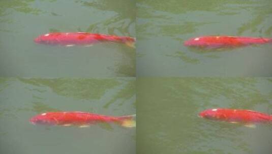 红色锦鲤在水中游动高清在线视频素材下载