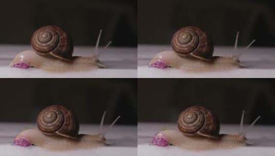蠕动的蜗牛高清在线视频素材下载