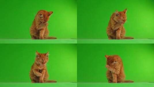 猫在绿屏上舔爪子高清在线视频素材下载