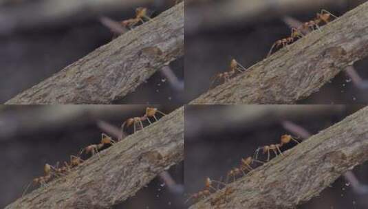 热带雨林中的红蚂蚁高清在线视频素材下载
