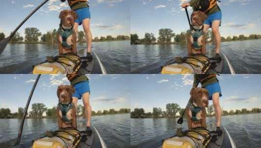主人带着狗狗一起划水高清在线视频素材下载