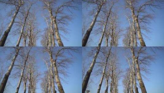 冬天公园树木树枝剪影高清在线视频素材下载