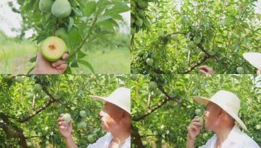 奈李种植基地高清在线视频素材下载