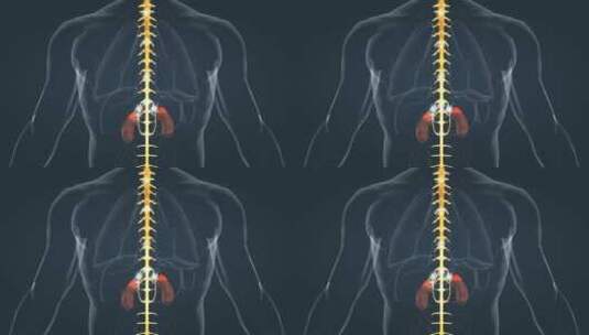 医学人体器官肾脏内分泌系统肾上腺三维动画高清在线视频素材下载