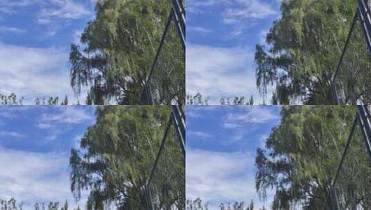 蓝天下的树高清在线视频素材下载