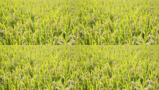 秋天成熟水稻稻粒稻穗高清在线视频素材下载