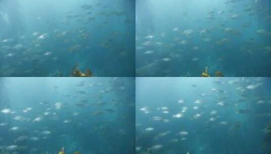 海底的鱼群高清在线视频素材下载