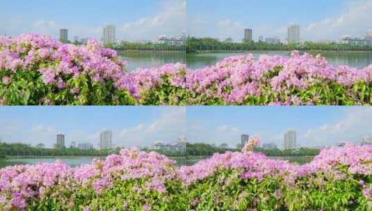 蒜香藤开花开满鲜花的围墙高清在线视频素材下载