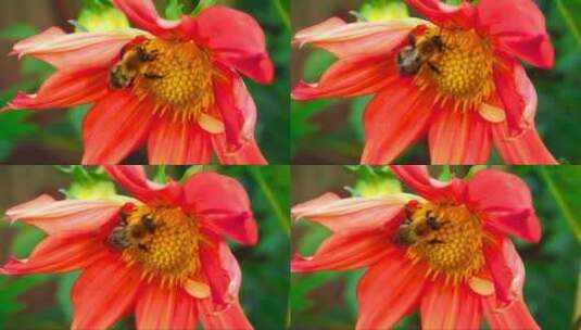蜜蜂在花上工作的特写镜头高清在线视频素材下载