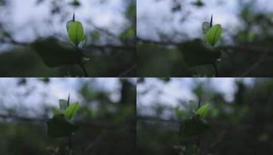 千年古茶树高清在线视频素材下载