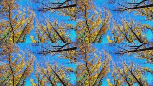 蓝天下的银杏树高清在线视频素材下载