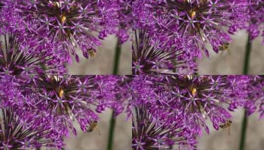 蜜蜂站在紫色的花上高清在线视频素材下载
