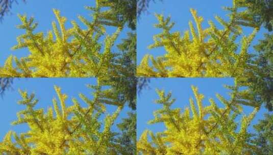 仰视茂密的淡黄色银杏树高清在线视频素材下载
