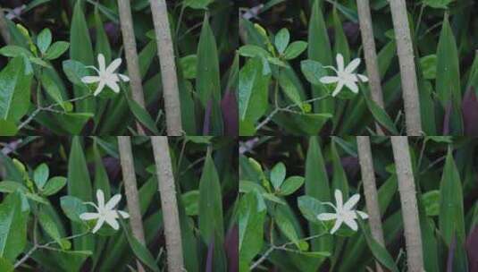 绿叶丛中盛开的白花高清在线视频素材下载