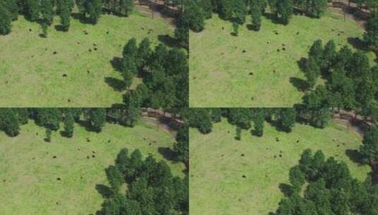 实拍一群牛在吃草高清在线视频素材下载