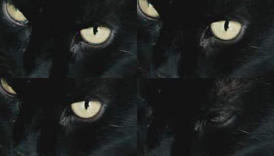 黑猫眼神高清在线视频素材下载